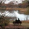 昭和記念公園を歩く～秋の紅葉シーズン～