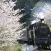 大井川鐵道の撮影地を訪問する 【９キロポストの桜群】