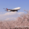 さくらの山公園で飛行機と桜を撮影する