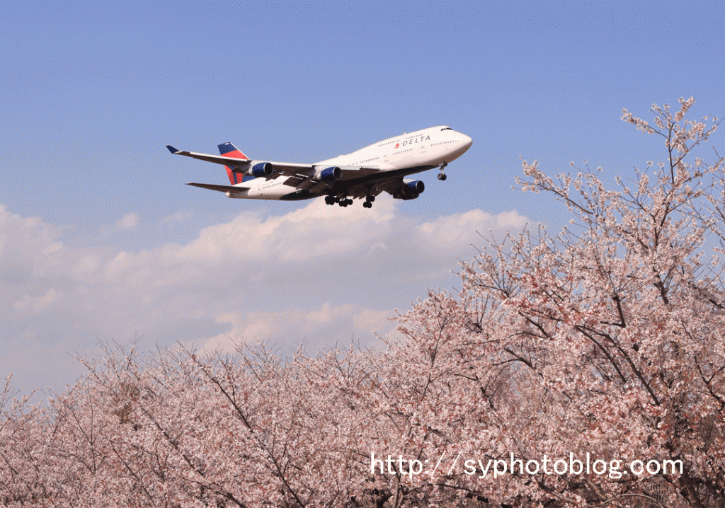 さくらの山公園で飛行機と桜を撮影する