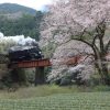 大井川鐵道のオススメ撮影地 【春の笹間川橋梁】