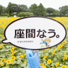 ひまわり畑を撮影しよう！！～座間市ひまわりまつり～