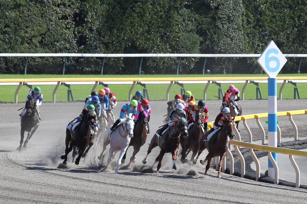 東京競馬場で競走馬の撮影に挑戦してみた【レース編】オススメ撮影ポイントはここだ!! | ページ 4