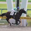 東京競馬場で競走馬の撮影に挑戦してみた【レース編】オススメ撮影ポイントはここだ！！