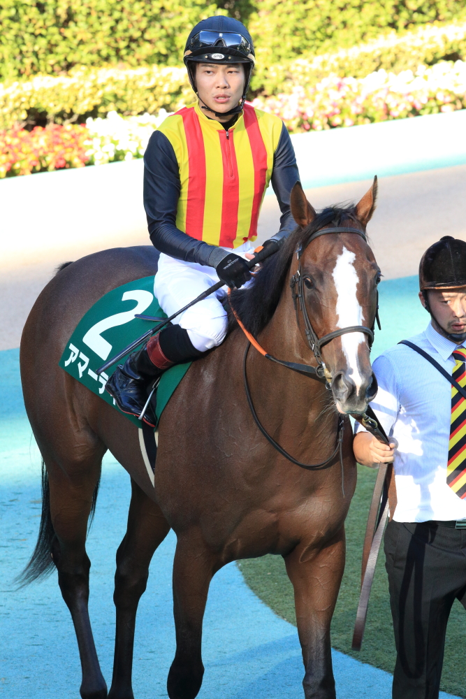 東京競馬場で競走馬の撮影に挑戦してみた【パドック編】地下 ...