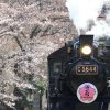 大井川鐡道×桜　サクラ臨時列車を撮影する 【家山編】