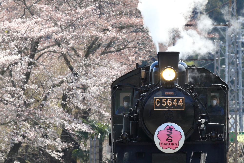 大井川鐡道×桜　サクラ臨時列車を撮影する 【家山編】