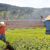 令和初撮り！！茶摘みシーズンに大井川鐵道で撮影する【崎平編】