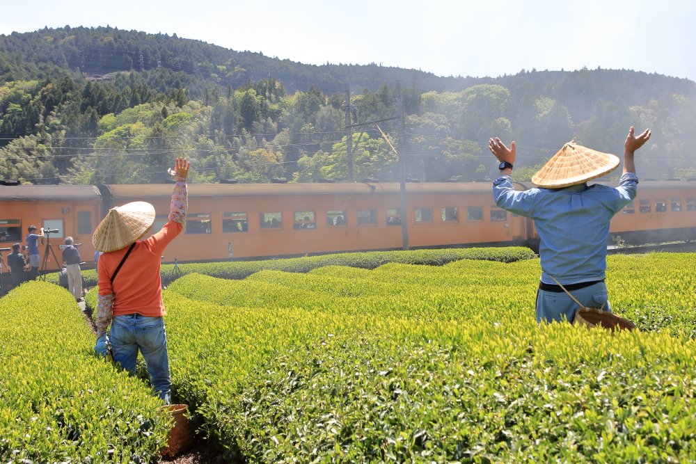 令和初撮り！！茶摘みシーズンに大井川鐵道で撮影する【崎平編】