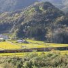 令和初撮り！！茶摘みシーズンに大井川鐵道で撮影する【抜里編】